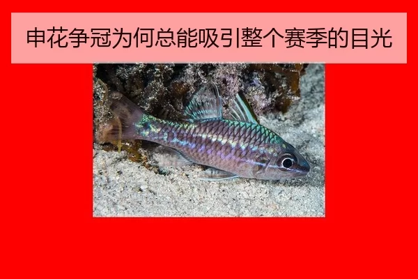 申花争冠为何总能吸引整个赛季的目光